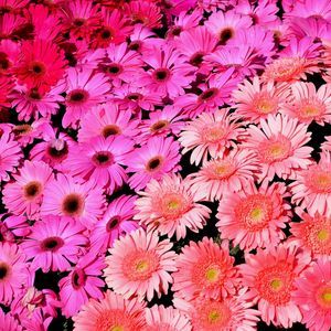 Meet your Posher, Vivien